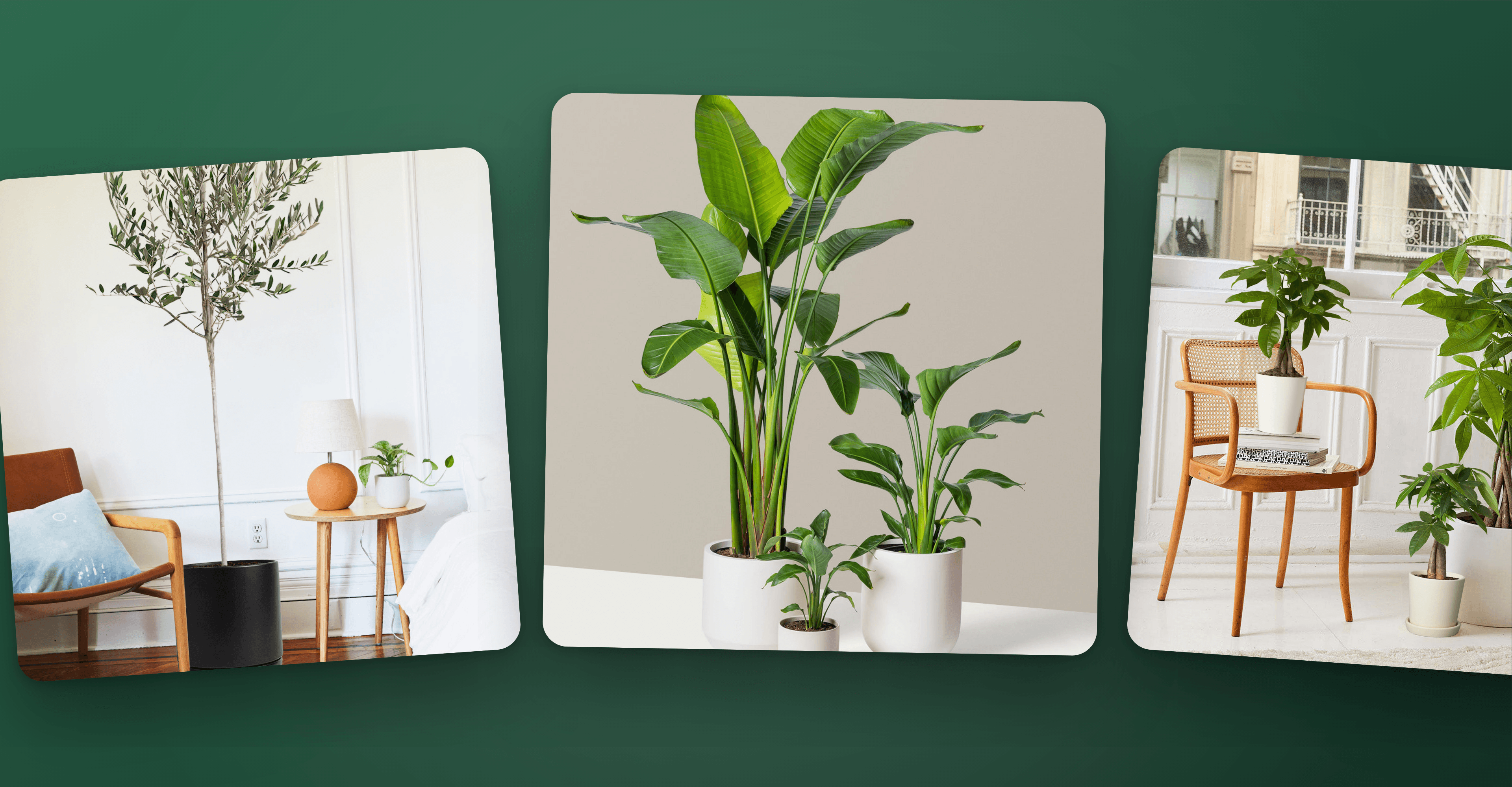 The Sill launches corporate plant gifting at gifting.thesill.com, powered by Giftnote